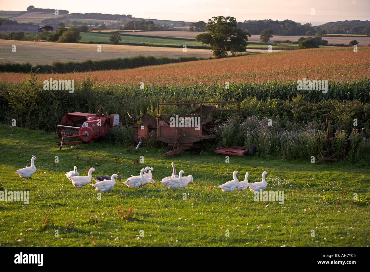 Flock of Geese on a farm near Lynmouth, Devon, England, UK Stock Photo