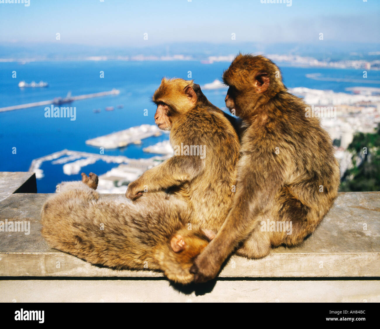 Gibraltar.  Three Barbary apes Stock Photo