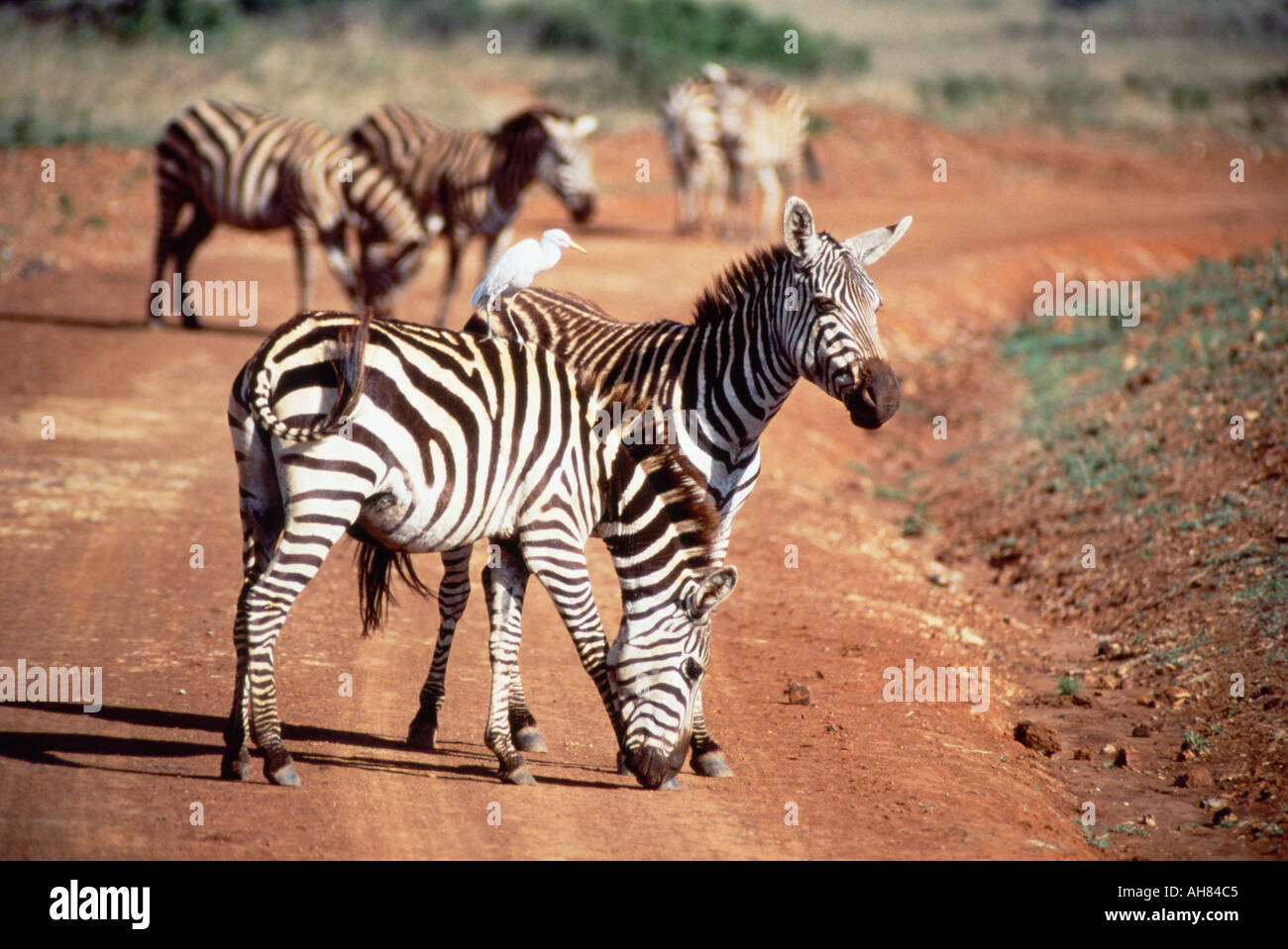 Kenya masai mara park hi-res stock photography and images - Alamy