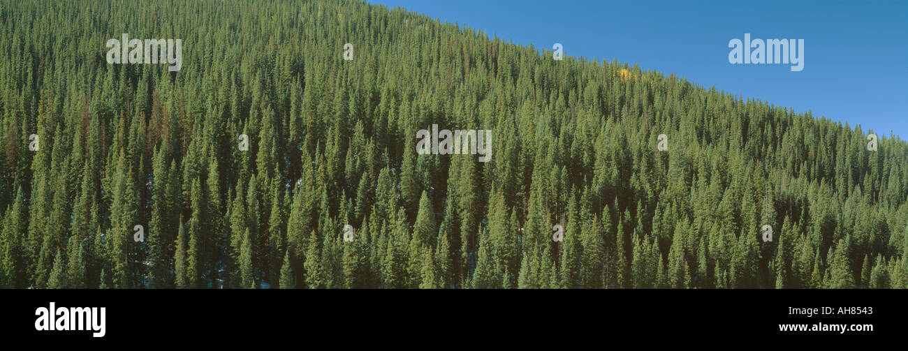Forest of Pine Trees Colorado Stock Photo