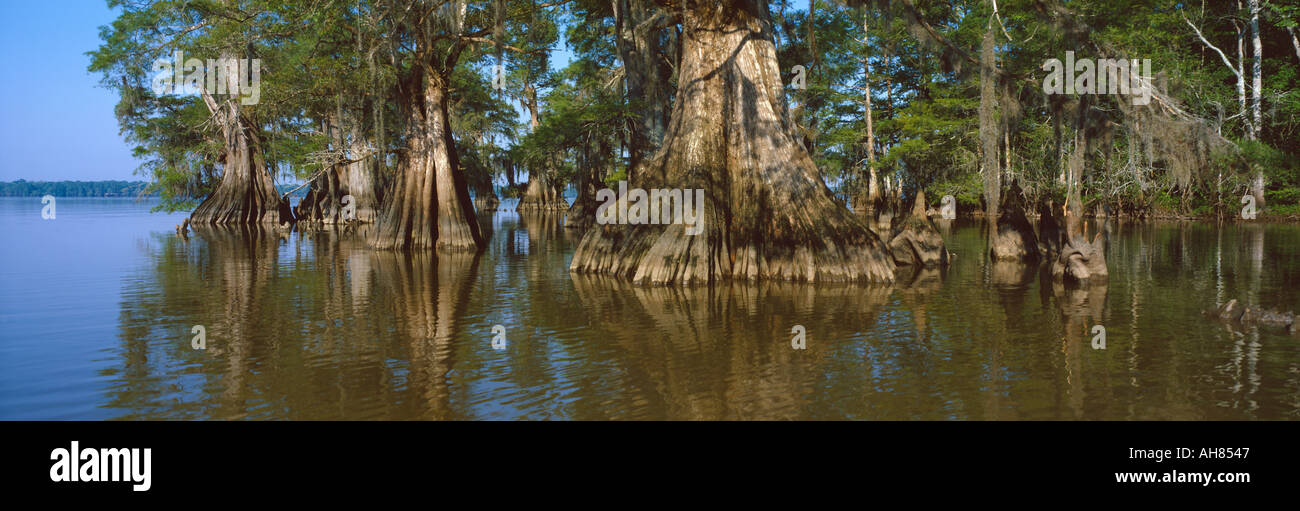 Old growth cypresses at Lake Fausse Pointe State Park LA Stock Photo