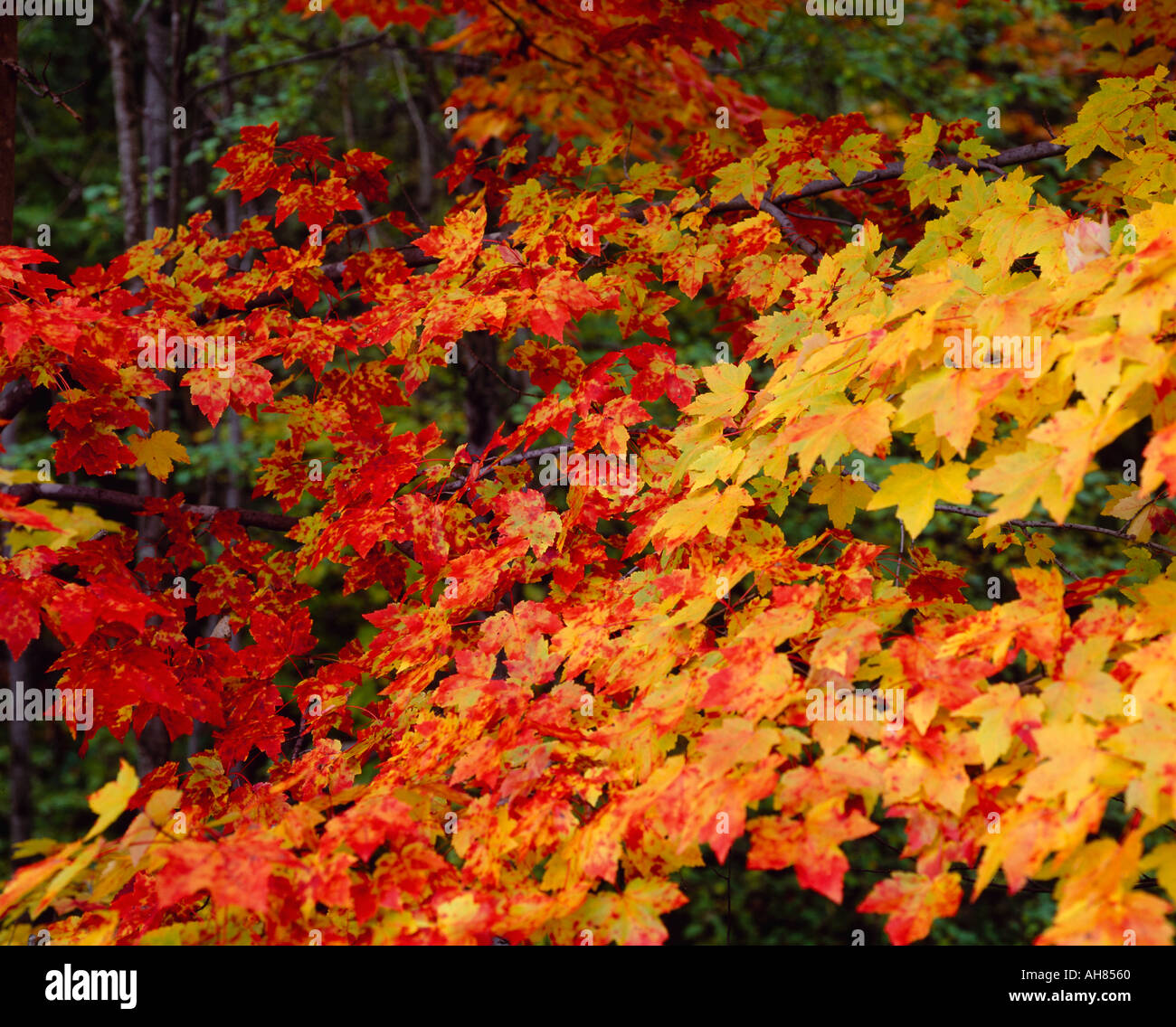 autumn-colors-in-new-england-stock-photo-alamy