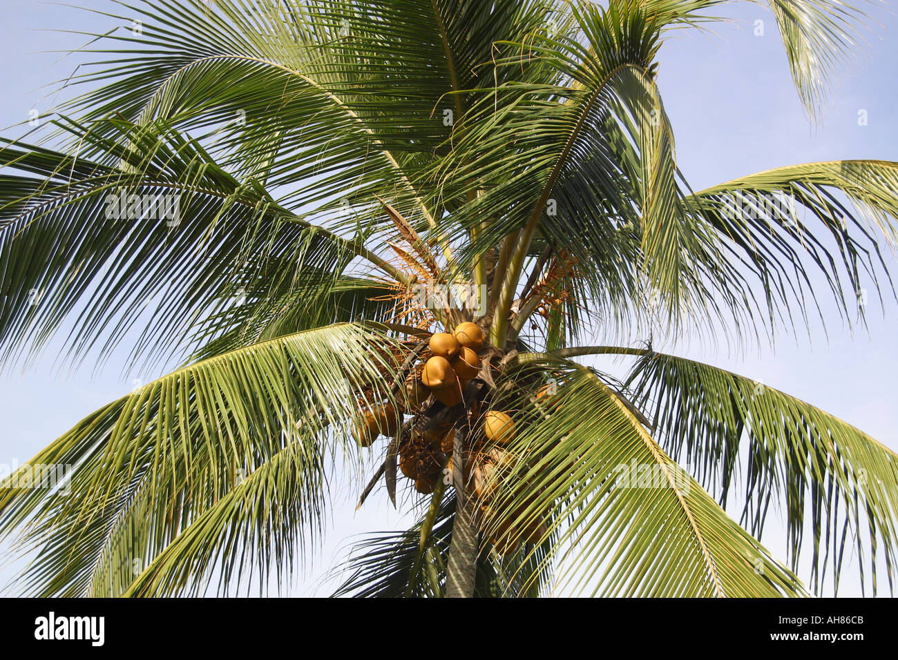 Coconut palm tree with coconuts Stock Photo