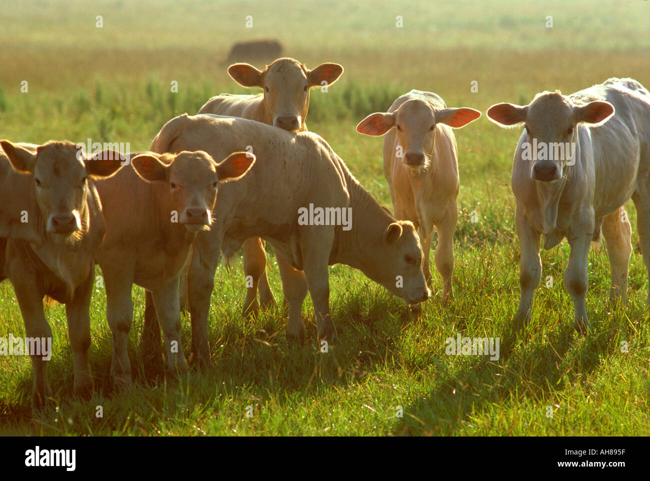 Calves young cattle cows grazing grass in Texas Stock Photo Alamy