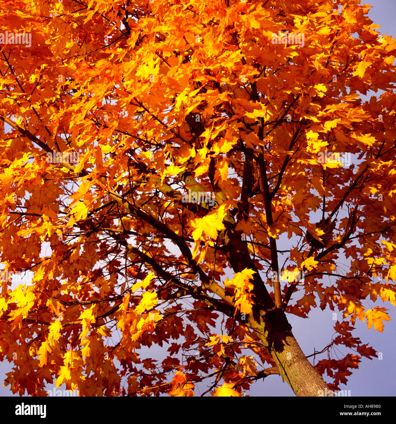 Maple autumn colours hi-res stock photography and images - Alamy