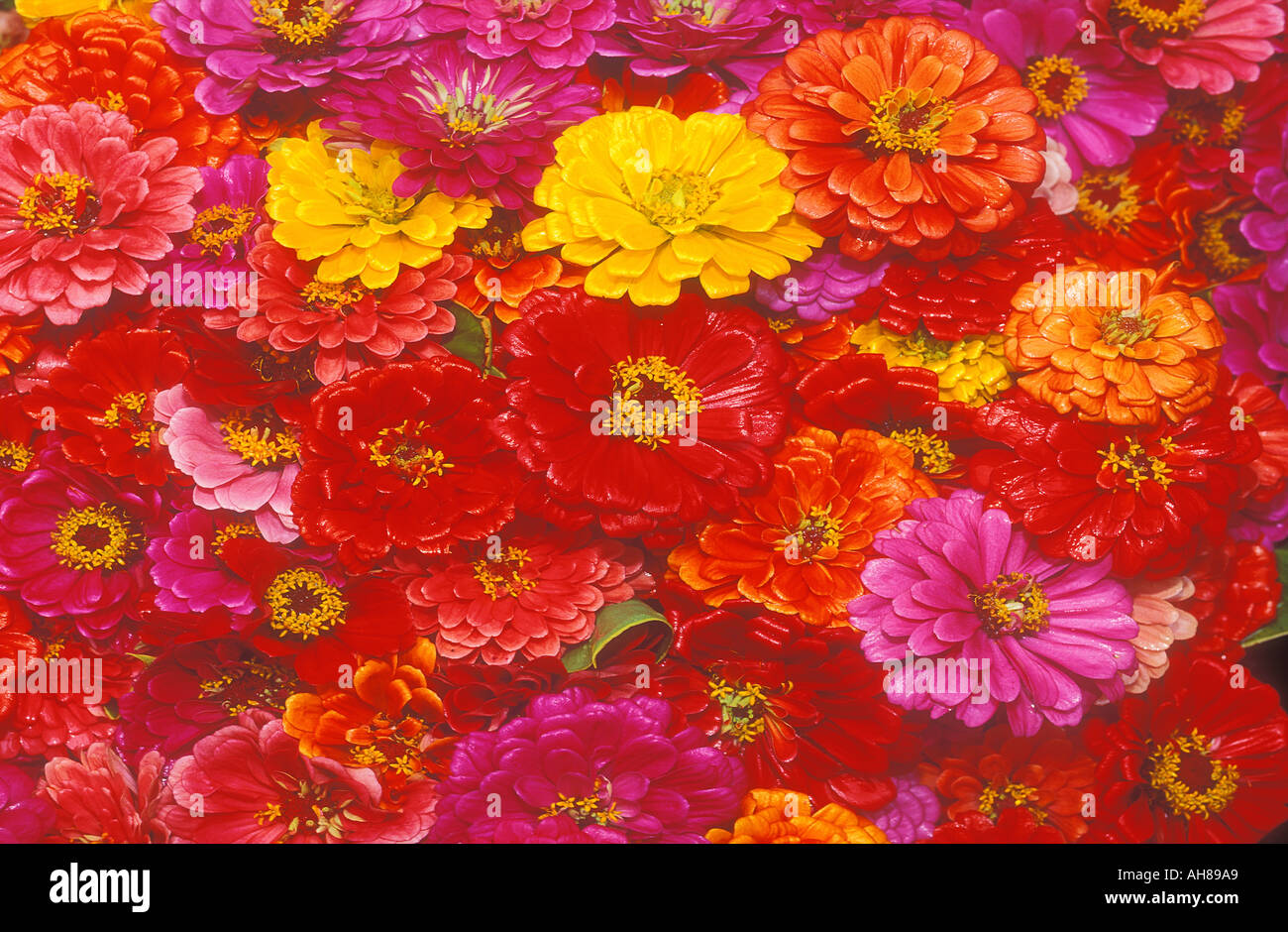 Closely grouped selection of flowers at Papeete Market Tahiti Stock Photo