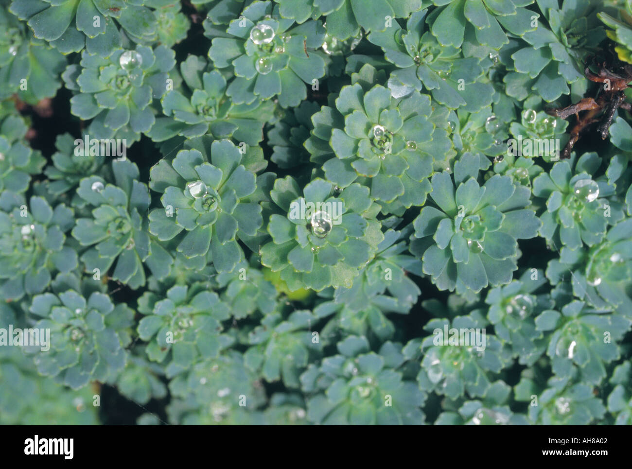 Unshape hi-res stock photography and images - Alamy