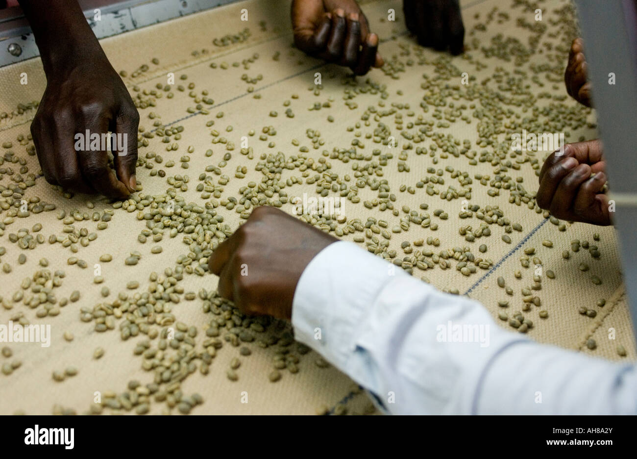 Coffee being sorted in factory, Uganda,Africa Stock Photo Alamy