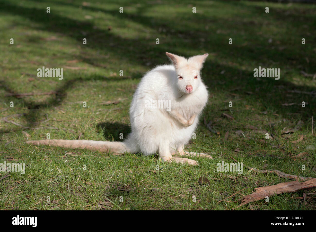 Albino form of Red-Necked Wallaby- Macropus rufogriseus Stock Photo
