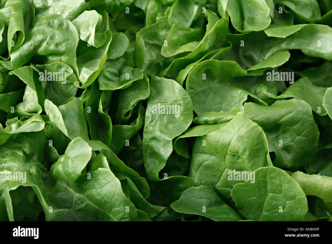 Lettuce leaves full frame Stock Photo Alamy