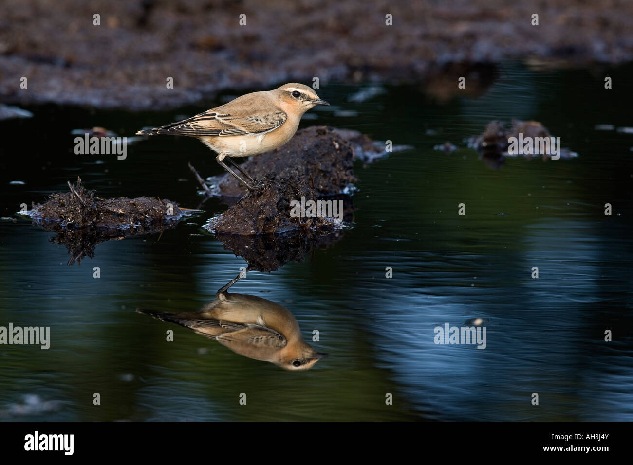 Wheatear Oenanthe oenanthe perched on soil clod near puddle with reflection Ashwell hertfordshire Stock Photo