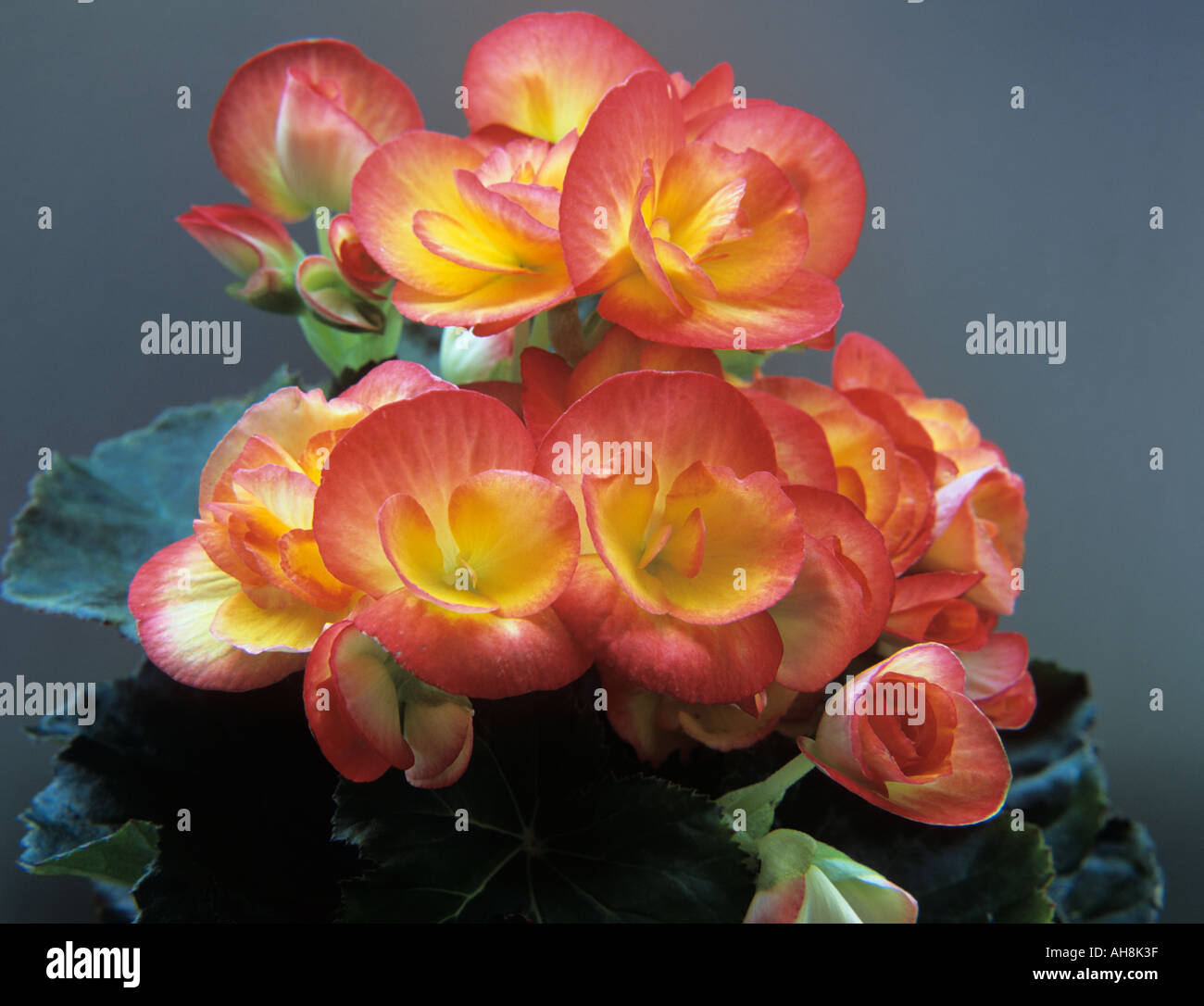 STUDIO STILL LIFE Close up of a pink and yellow flowers of Begonia plant with a dark background Stock Photo