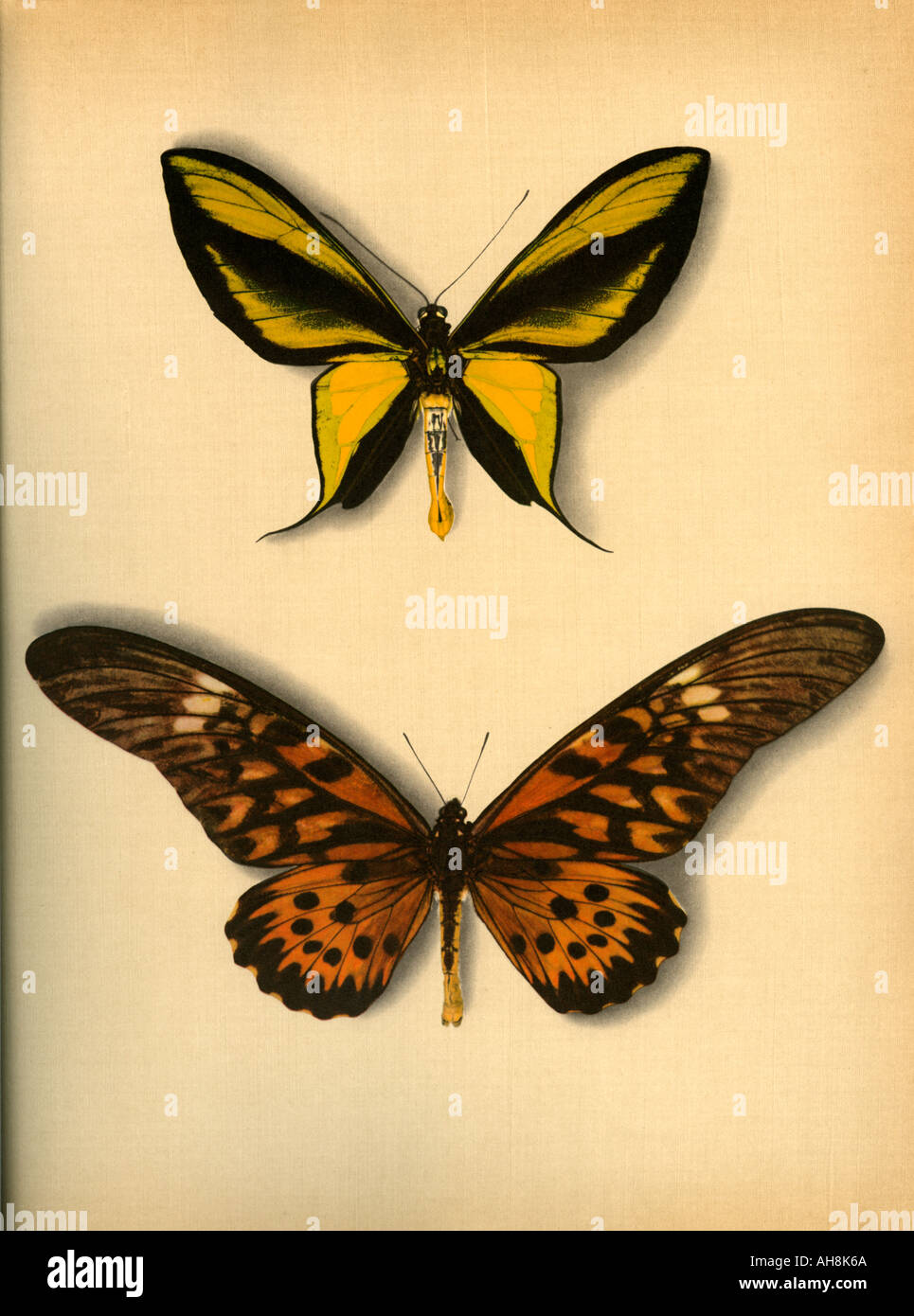 AAD71477 Two artistic colorful Butterfly mounted butterflies Stock Photo