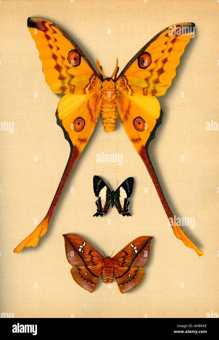 AAD71478 Three artistic colorful Golden moths mounted butterflies moths Stock Photo