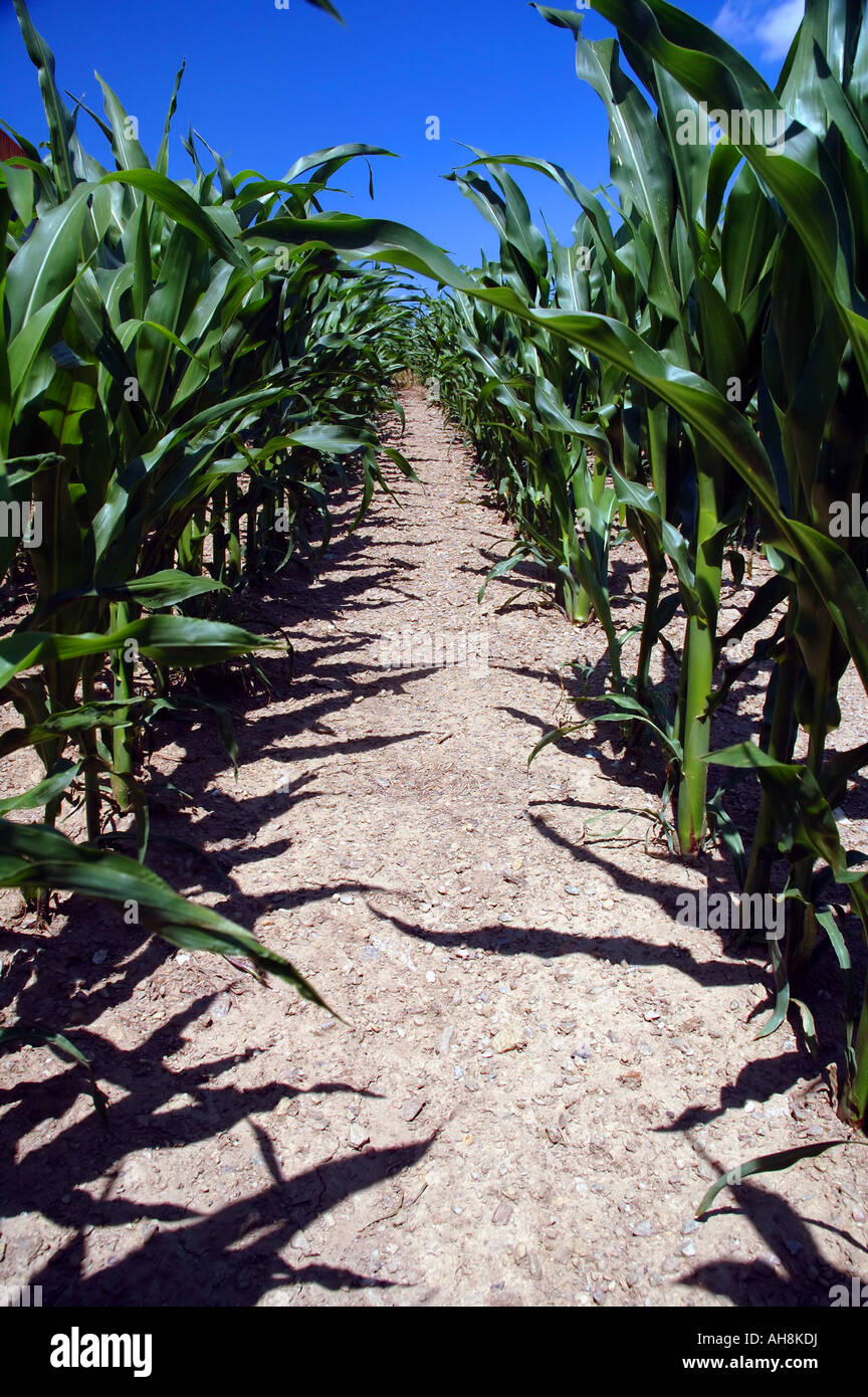 Rows of young corn plants Zea mays in field under blue sky Stock Photo ...