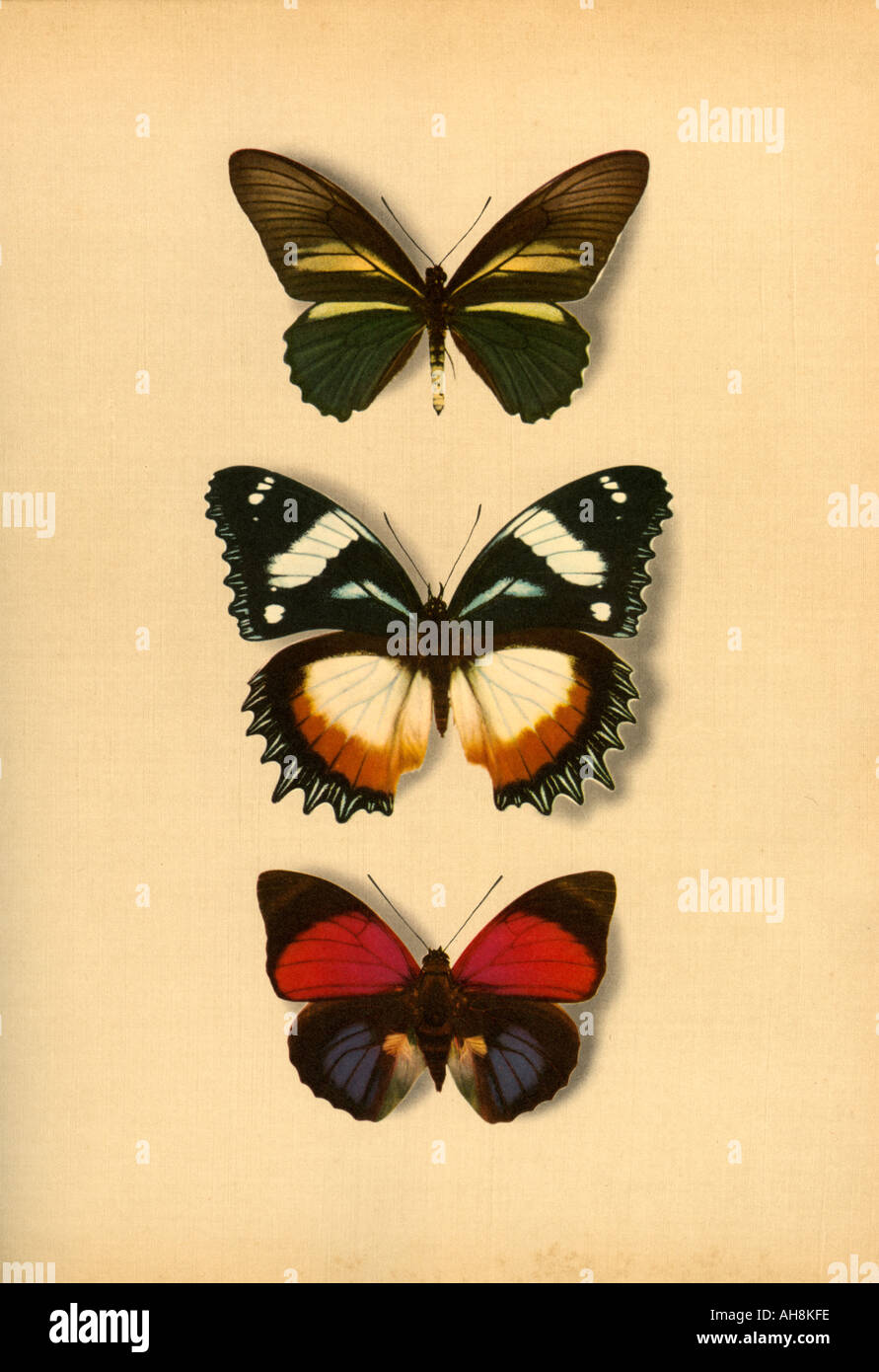 AAD71482 Three artistic colorful Papilion mounted butterflies moths Stock Photo
