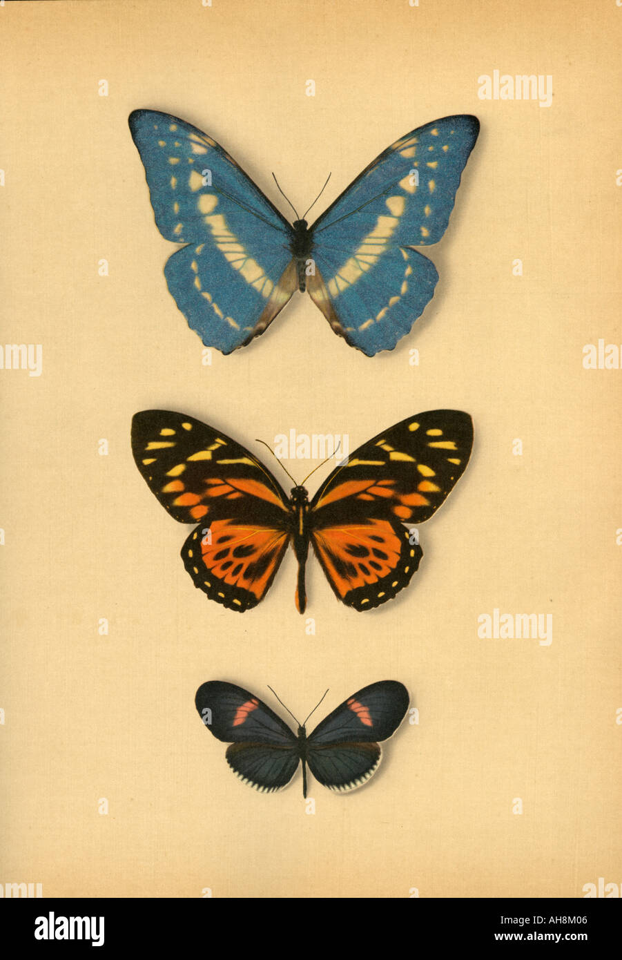 AAD71483 Three artistic colorful mounted butterflies moths Stock Photo