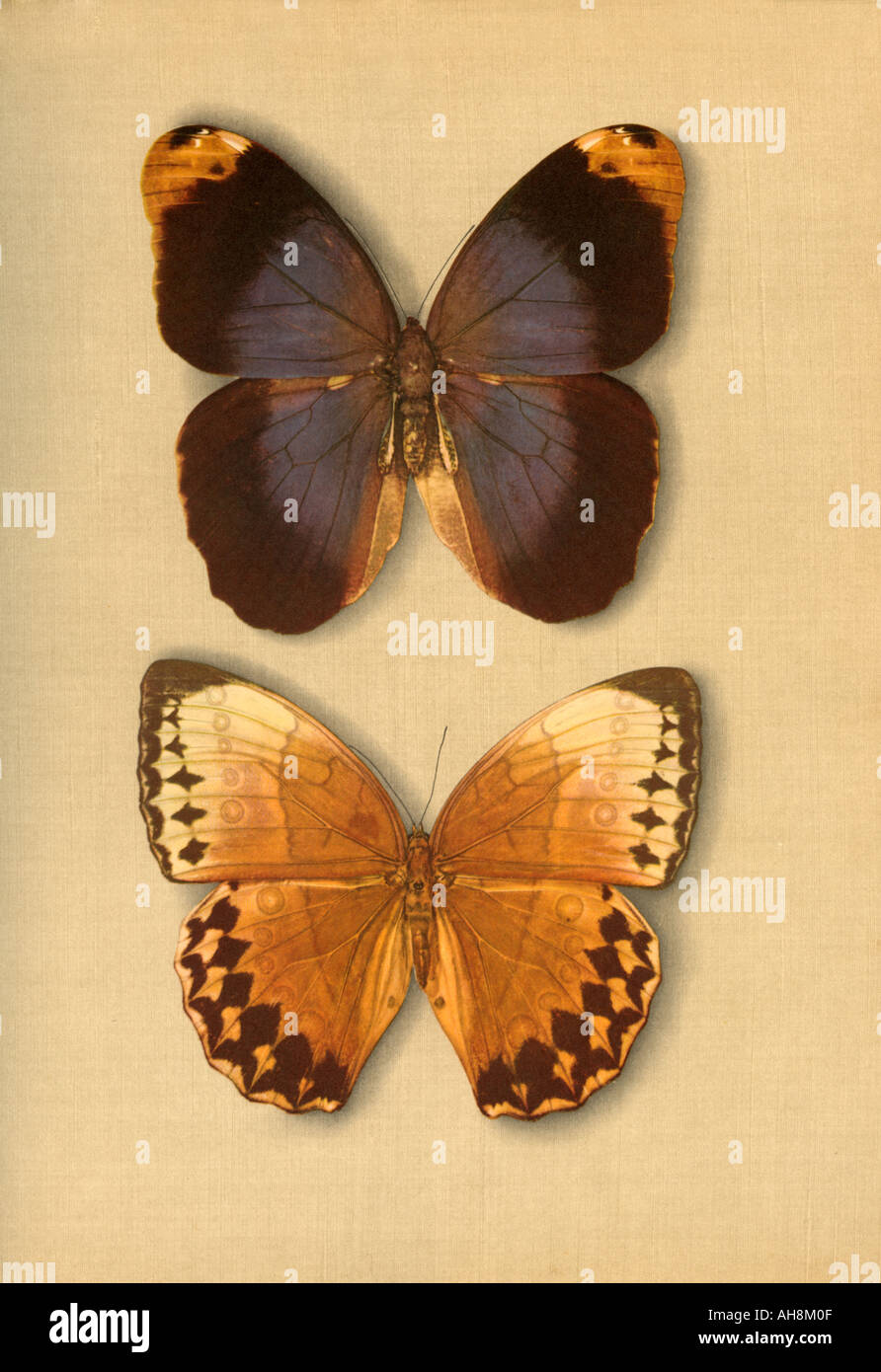 Two artistic colorful mounted butterflies moths Stock Photo