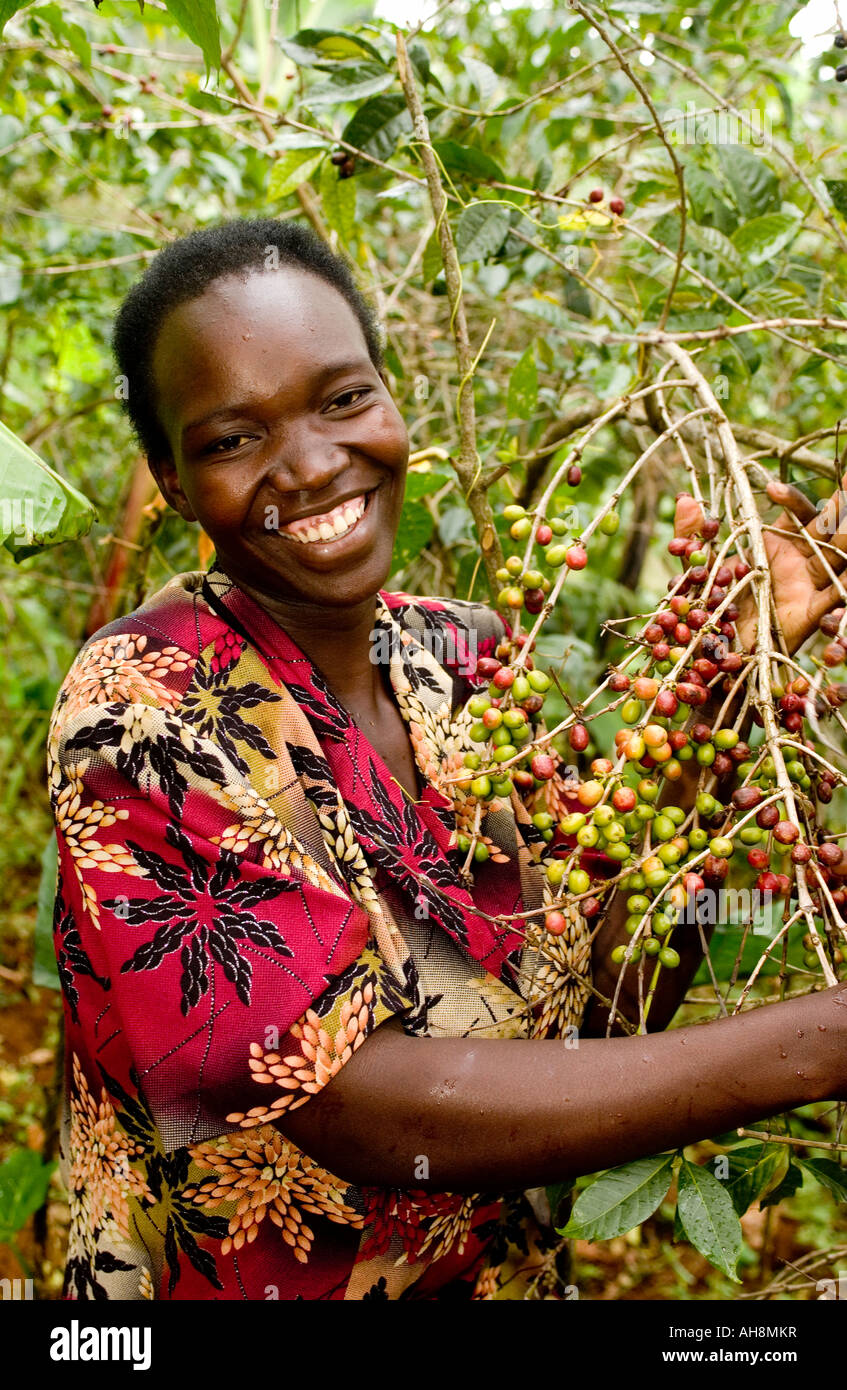 Fairtrade coffee farmer woman Uganda Africa Stock Photo Alamy