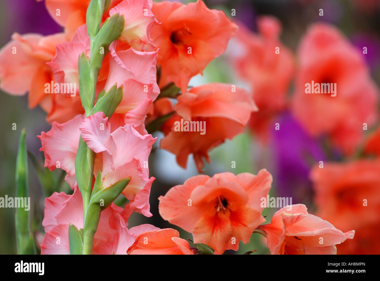 Gladiolus flowers hires stock photography and images Alamy