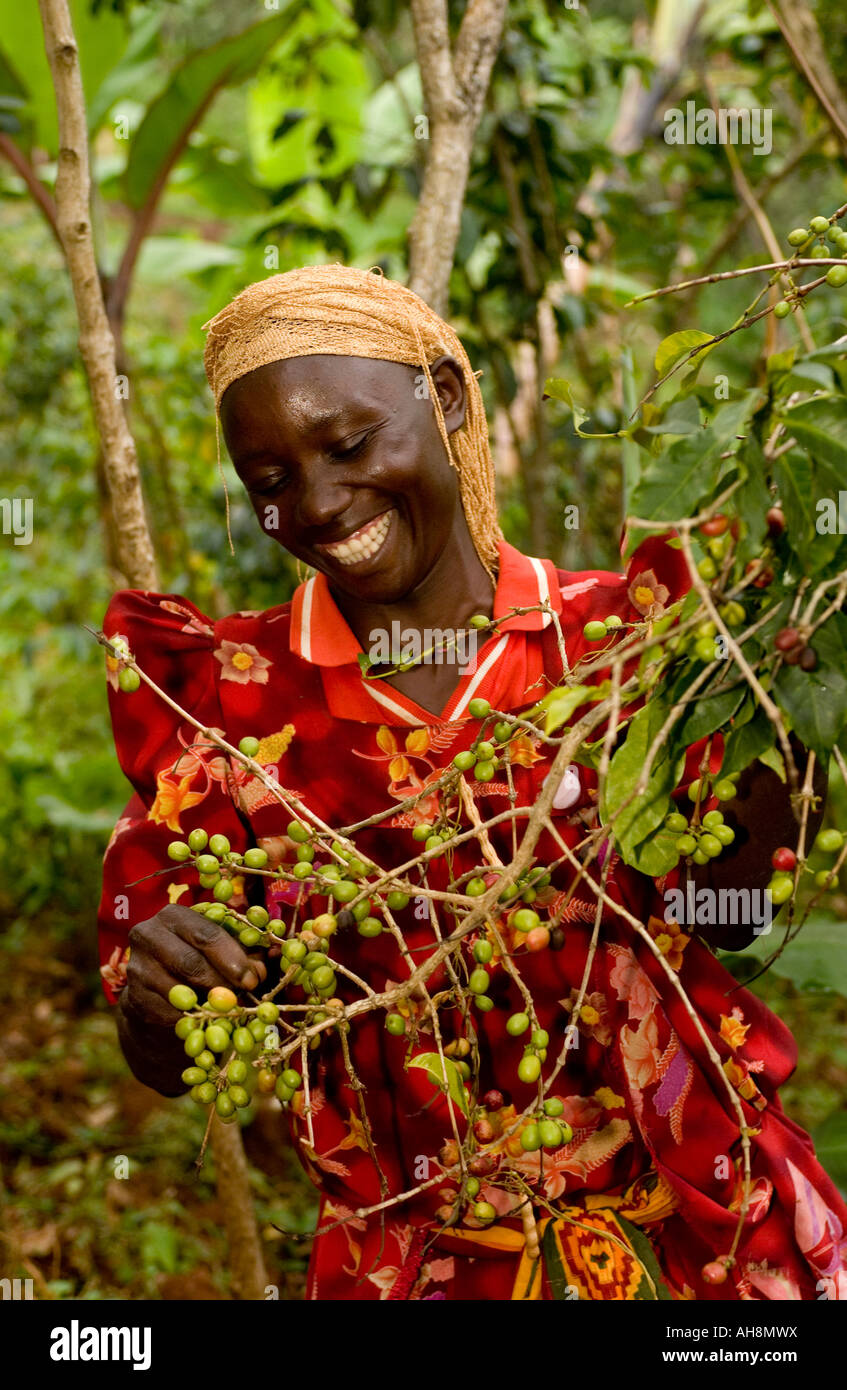 Fairtrade coffee farmer woman Uganda Africa Stock Photo Alamy