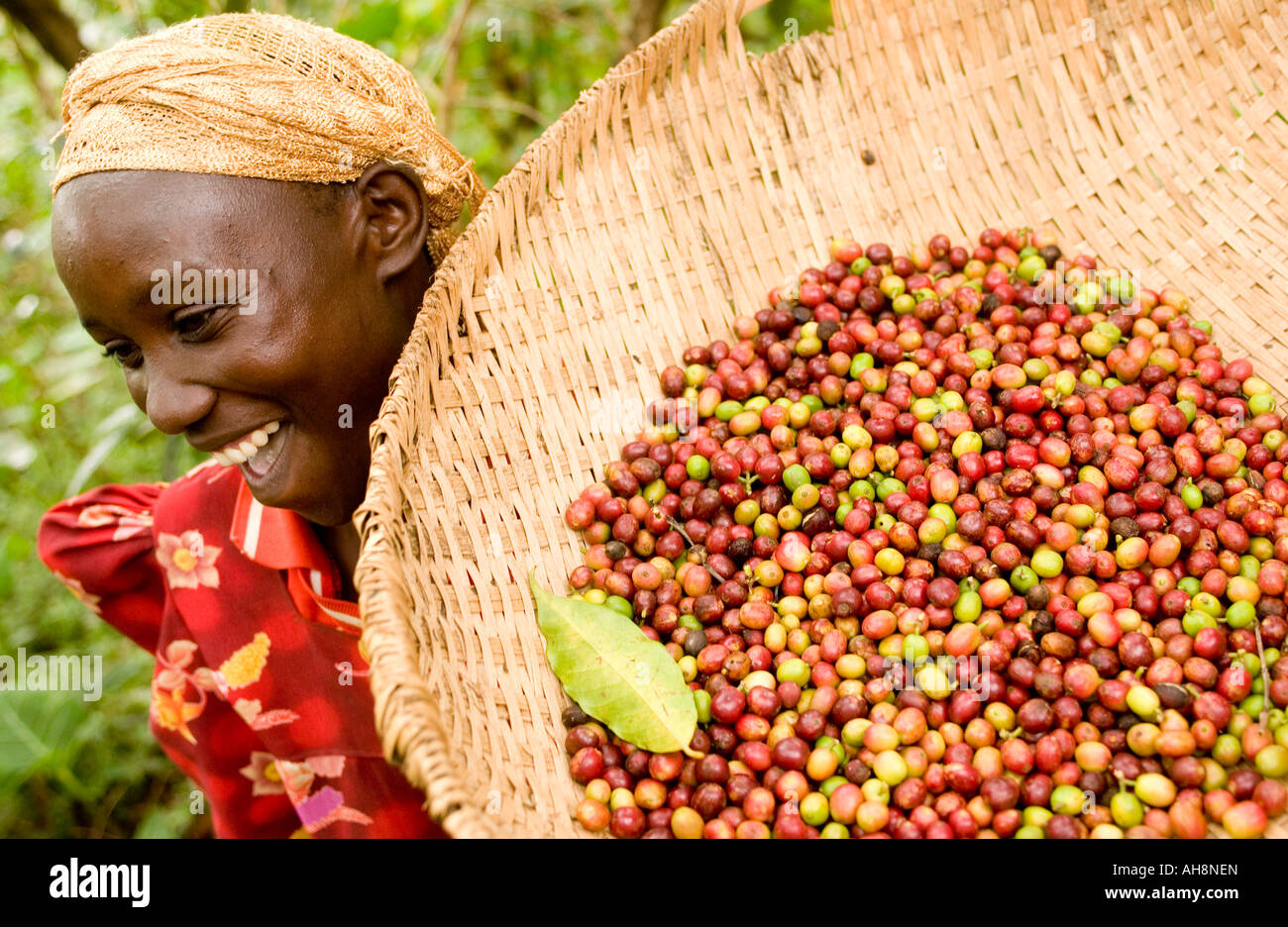 Fairtrade coffee farmer in Uganda, West Africa Stock Photo Alamy