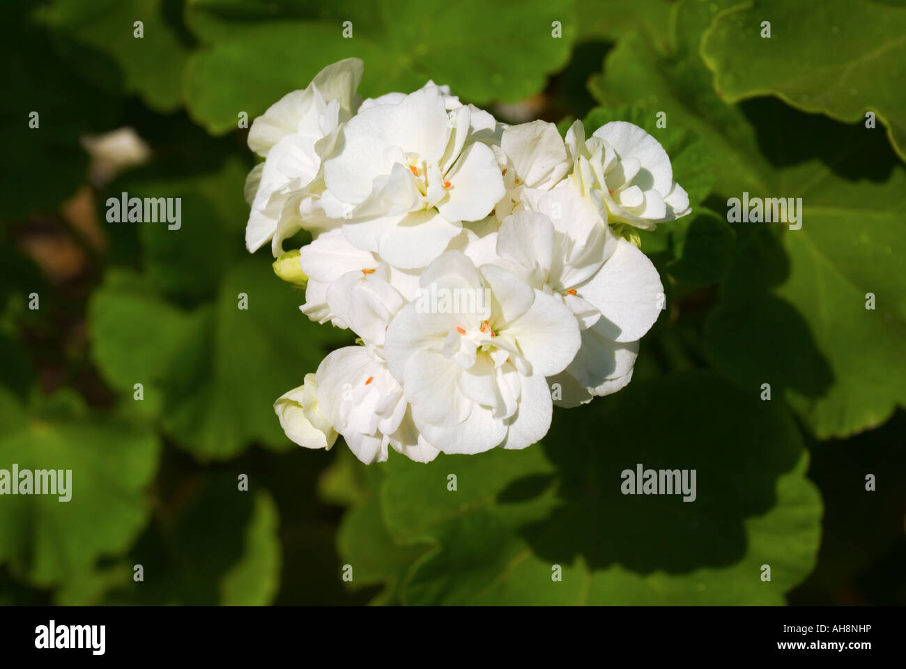 White geranium flower in the garden Stock Photo Alamy