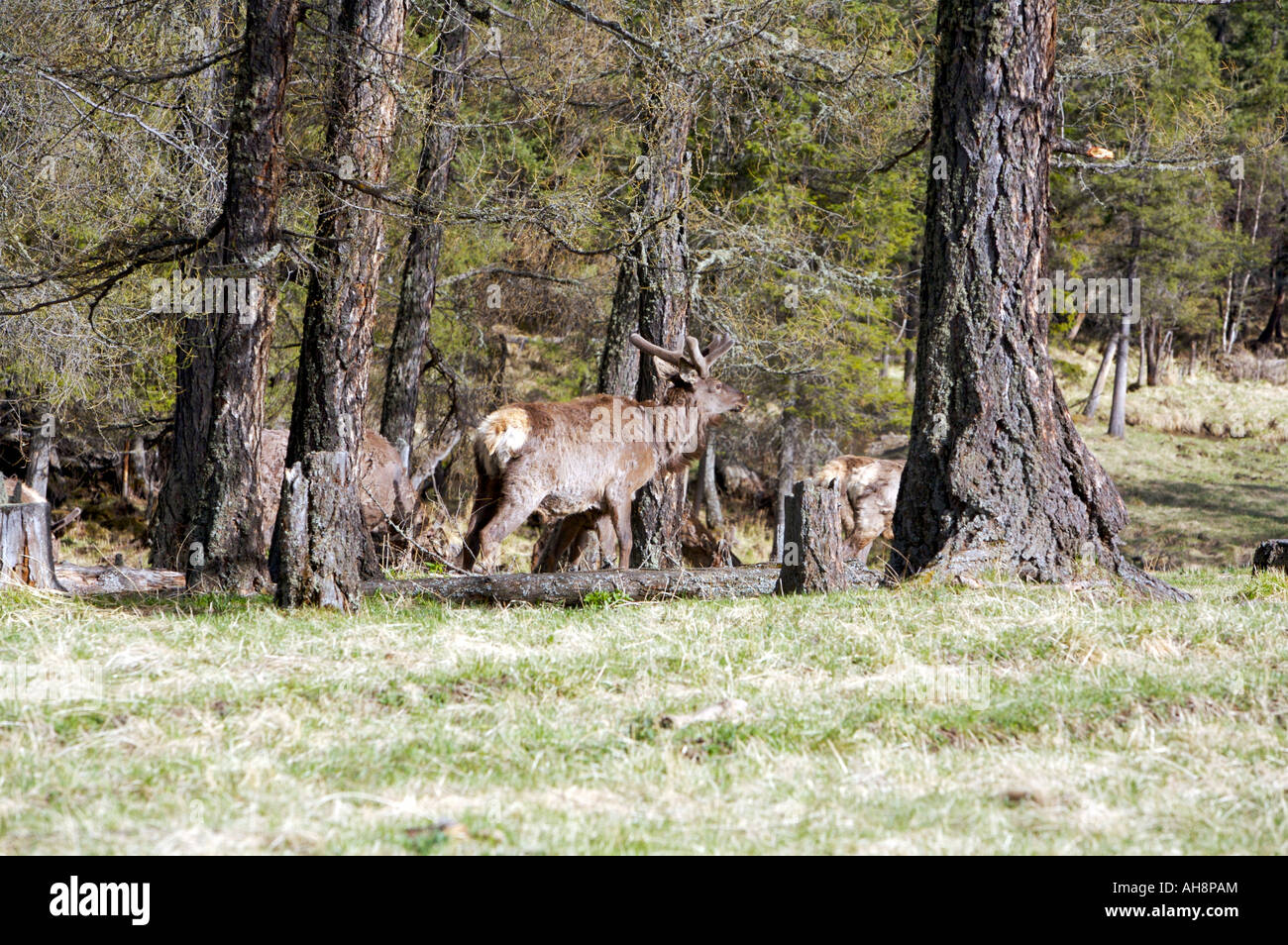 Altai maral hi-res stock photography and images - Alamy