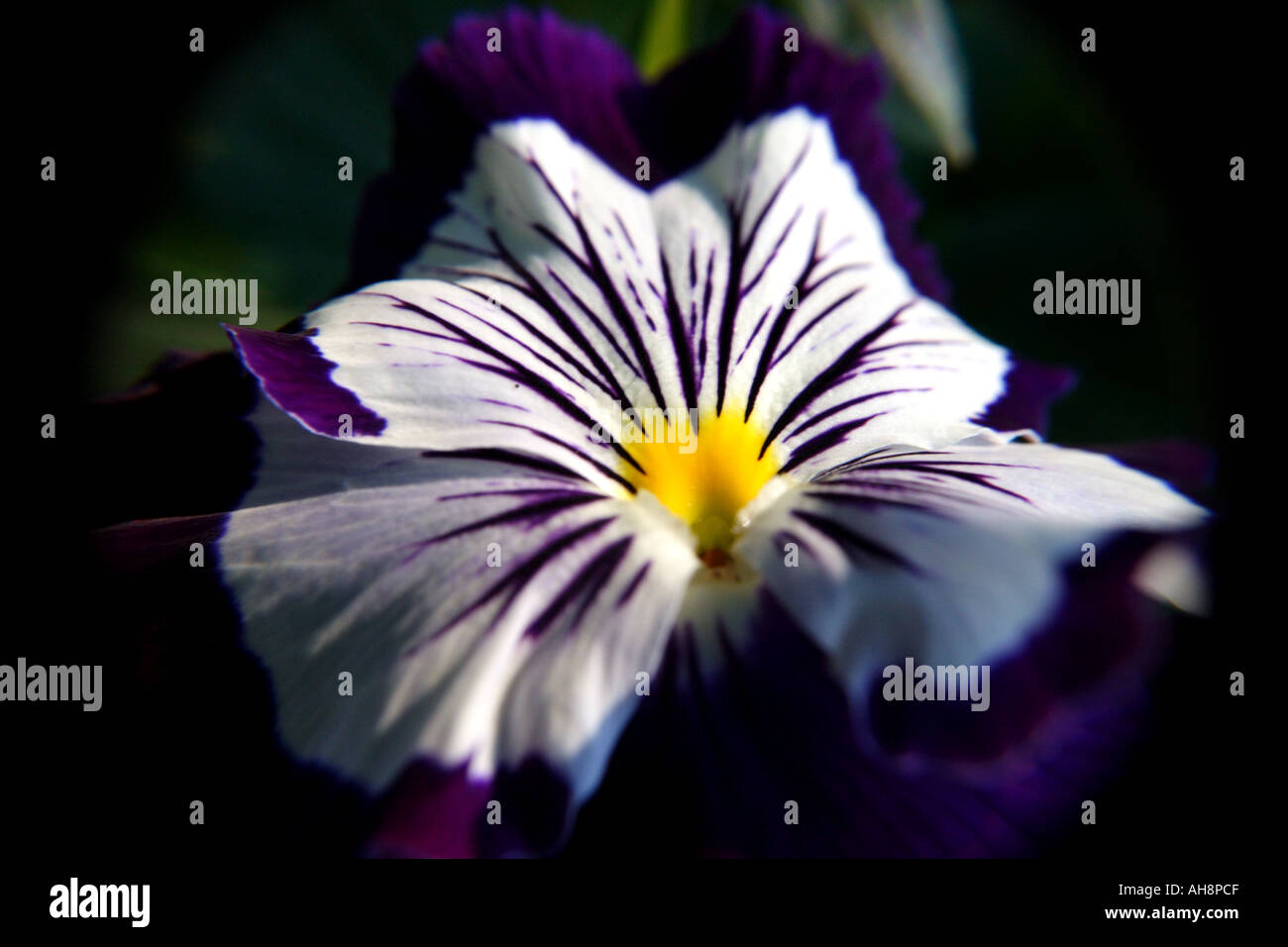 A PURPLE AND WHITE PANSY BAPD 2610 Stock Photo