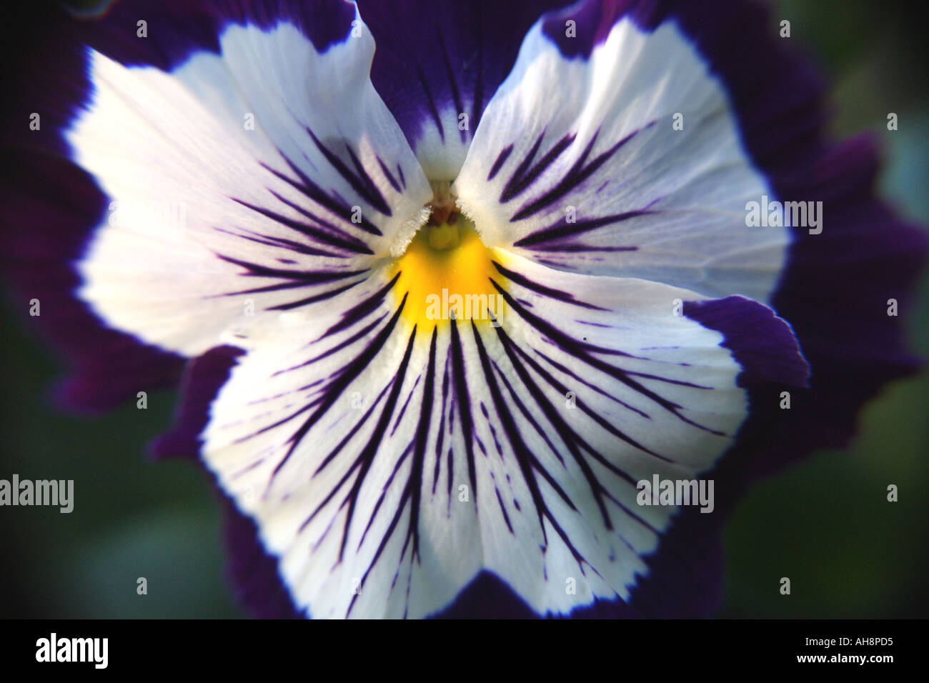 A PURPLE AND WHITE PANSY BAPD 2613 Stock Photo