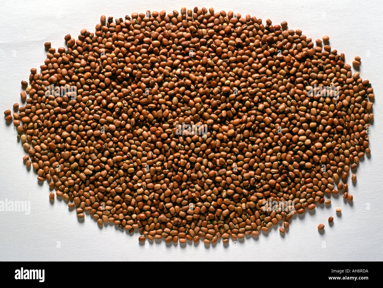 AAD71637 FOOD Black Eyed Beans RED vigna sinensis Stock Photo