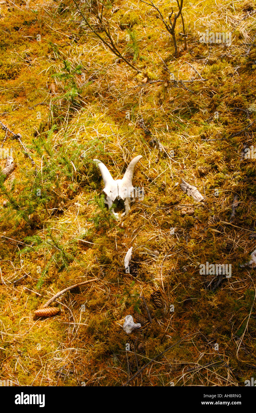 Goat skulls and pieces in the forest near Katun river Altai Russia