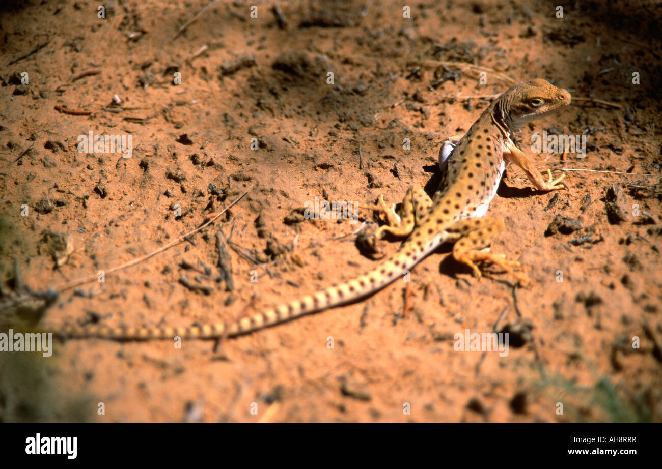 Long Nosed Leopard Lizard Scientific Name Gambelia Wislizenii Stock