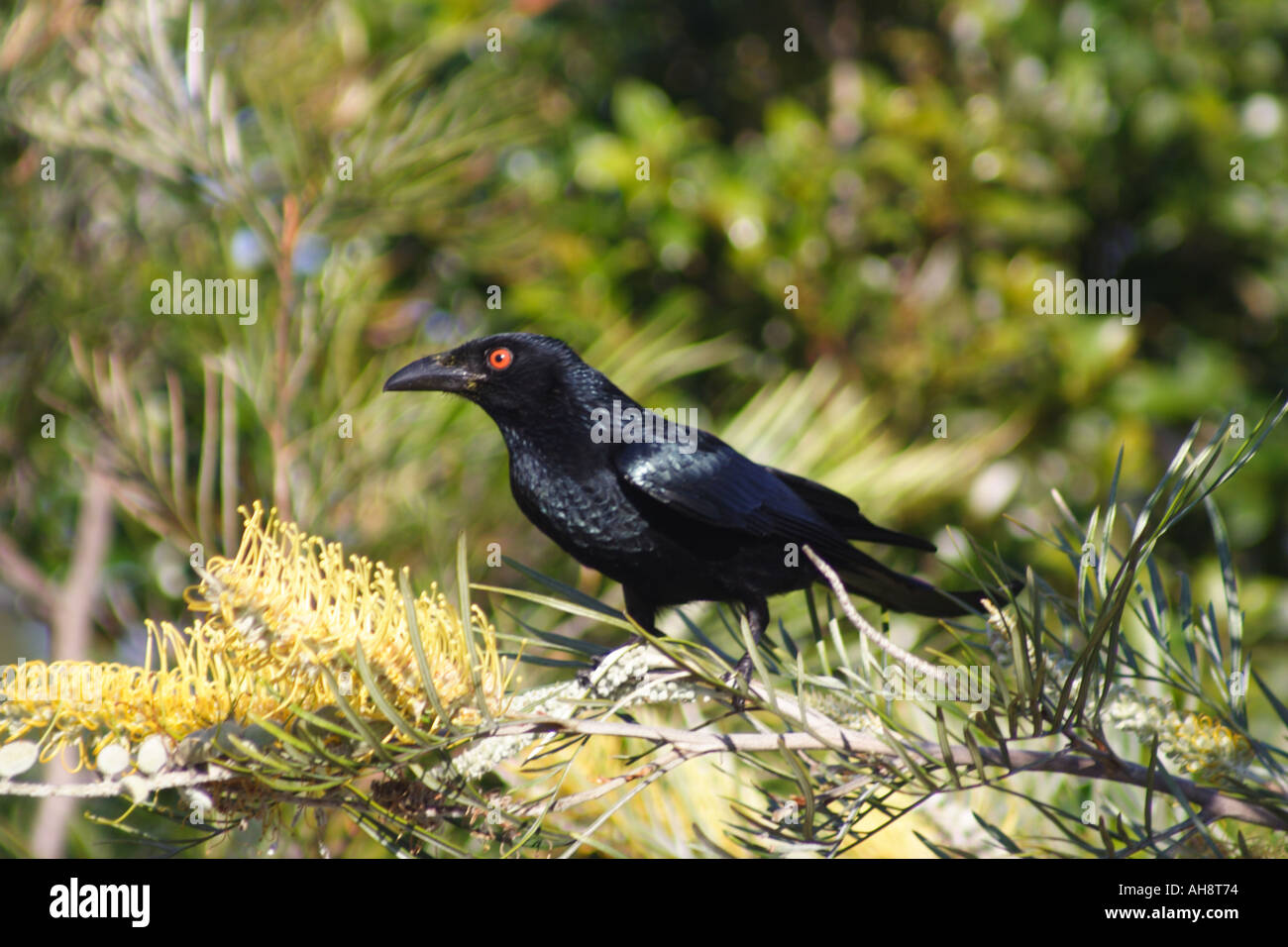 Drongo bird australia hires stock photography and images Alamy