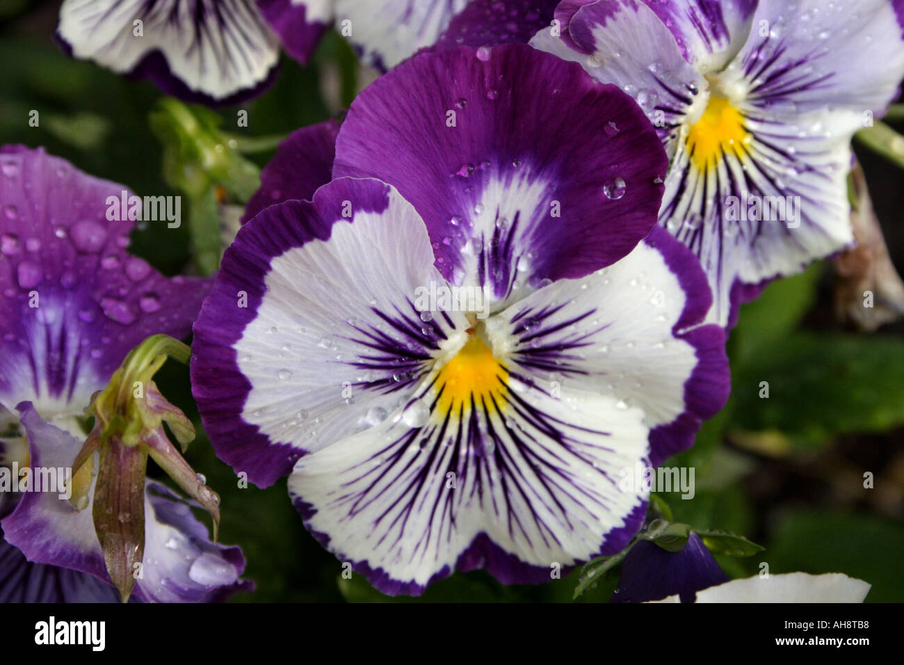 A PURPLE AND WHITE PANSY BAPD 2682 Stock Photo