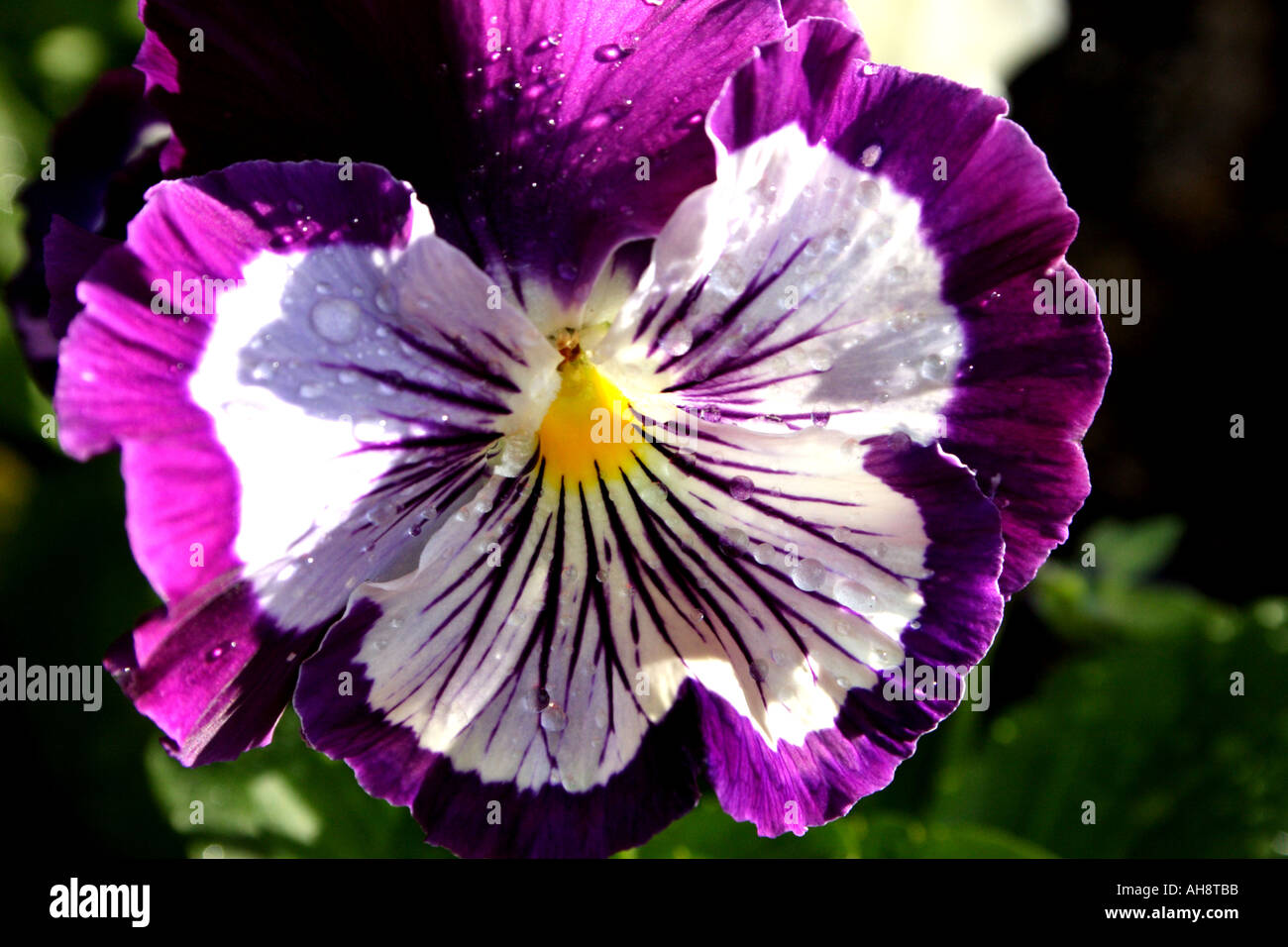 A PURPLE AND WHITE PANSY BAPD 2684 Stock Photo