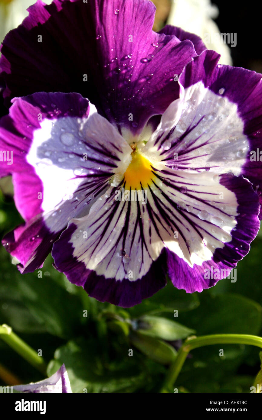 A PURPLE AND WHITE PANSY BAPD 2685 Stock Photo
