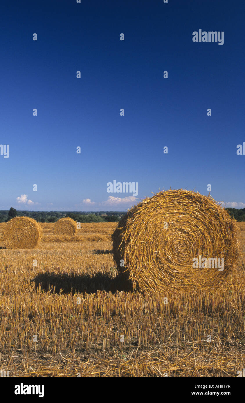 Round straw bales in field Stock Photo