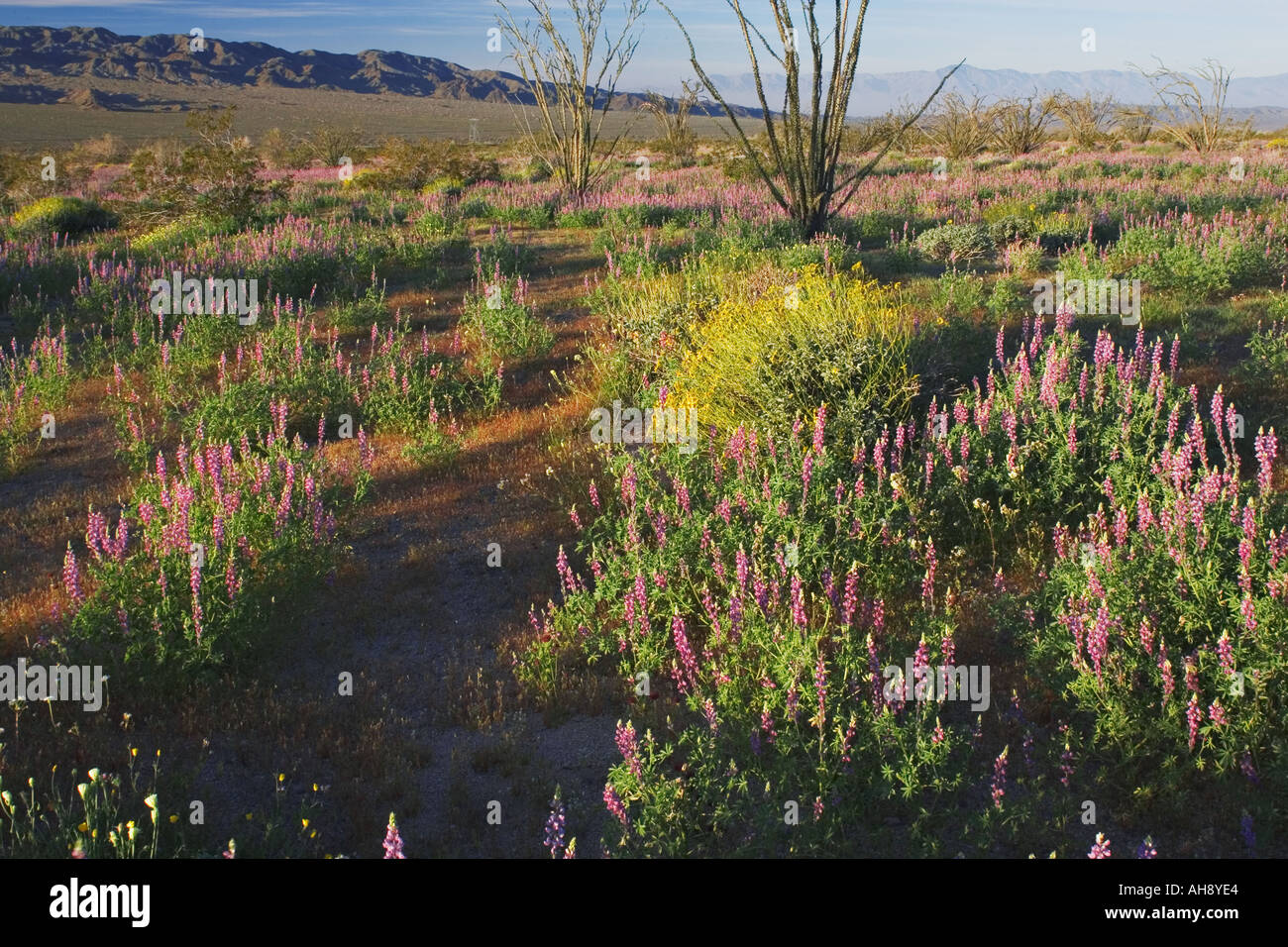 California desert wildflowers hi-res stock photography and images - Alamy