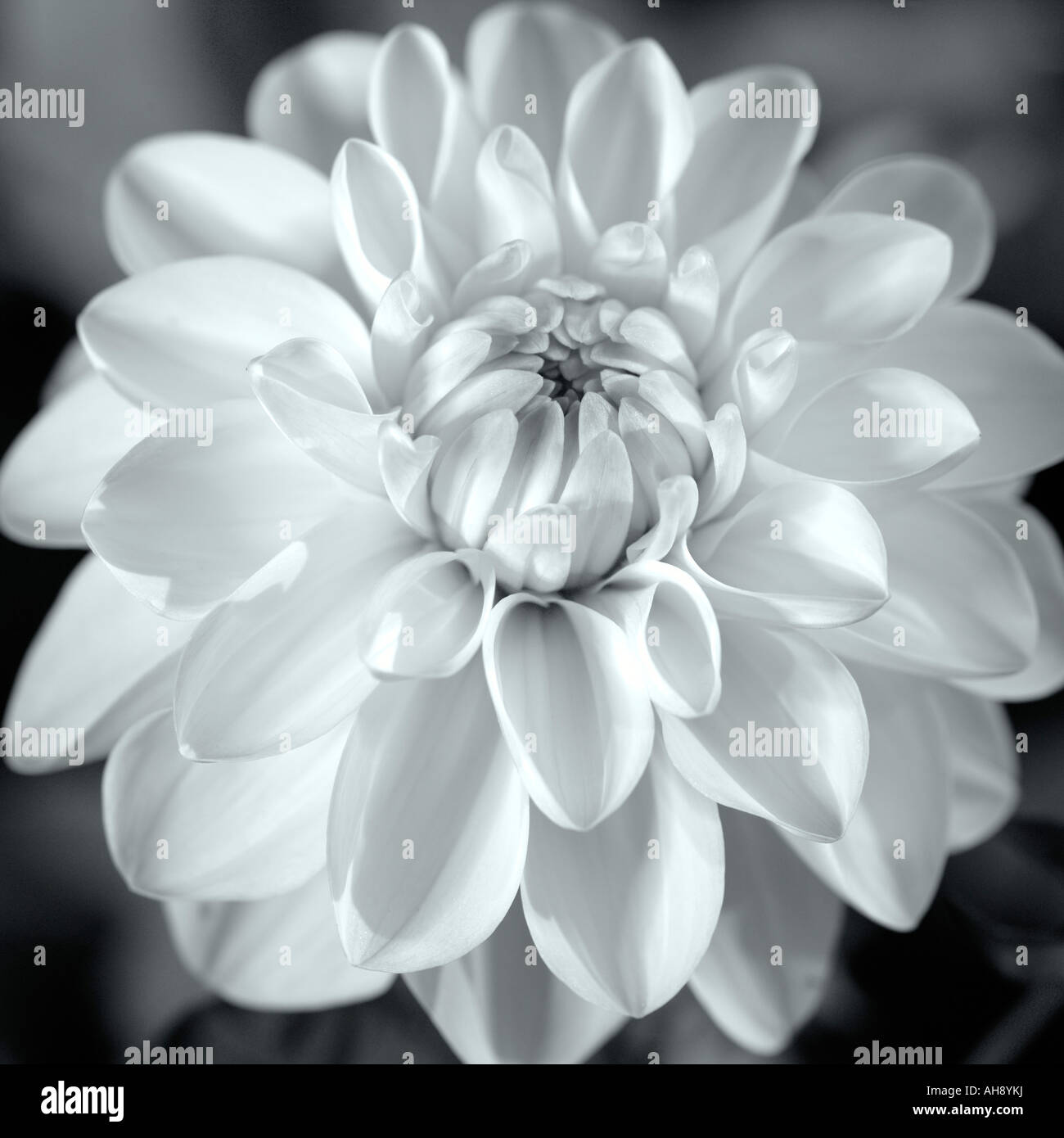 Dahlia bloom in black and white Stock Photo - Alamy