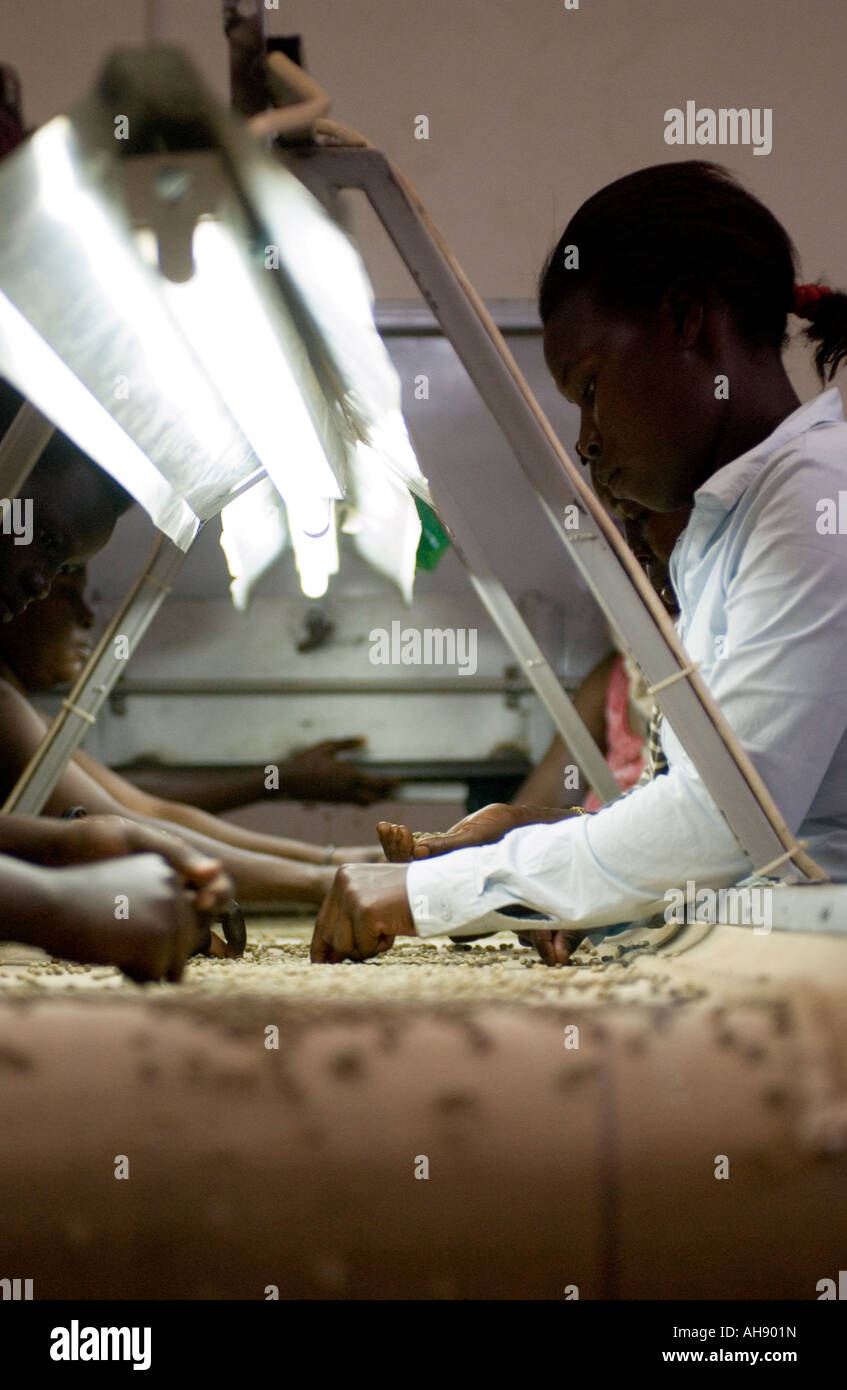 Coffee being sorted in factory, Uganda,Africa Stock Photo Alamy