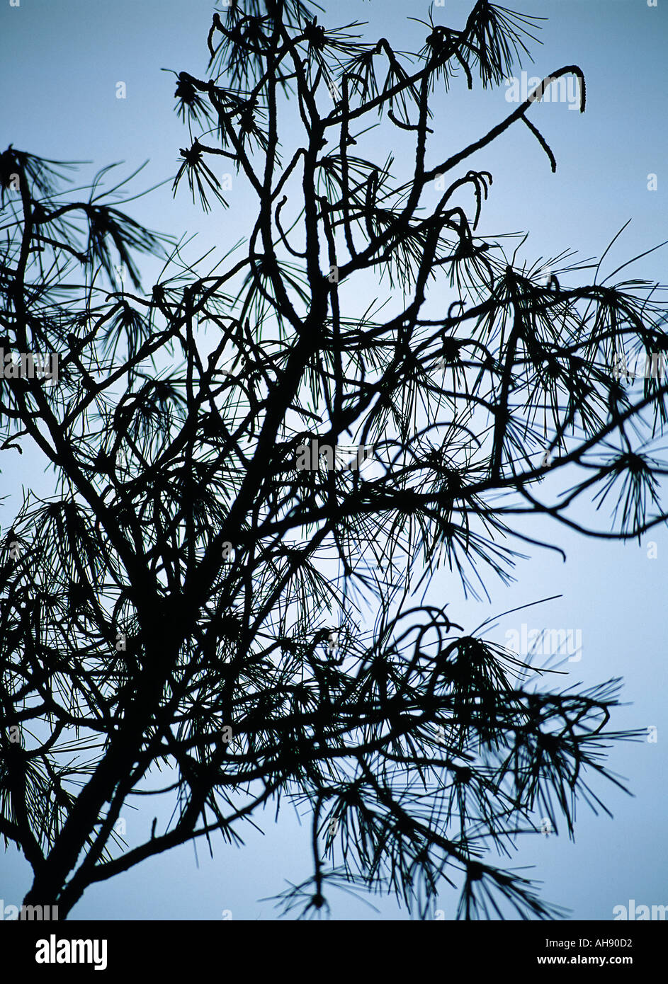 Mountain pine in silhouette sharp Stock Photo