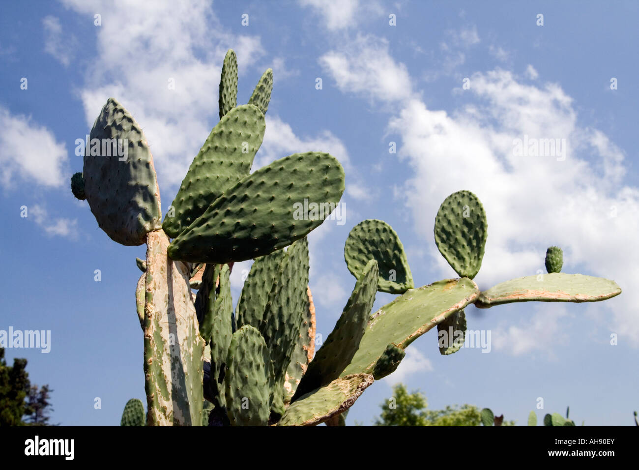 Detail Of Cactus Opuntia Tomentosa In Allah's Garden In The Botanical Gardens In Balchik In Bulgaria Stock Photo