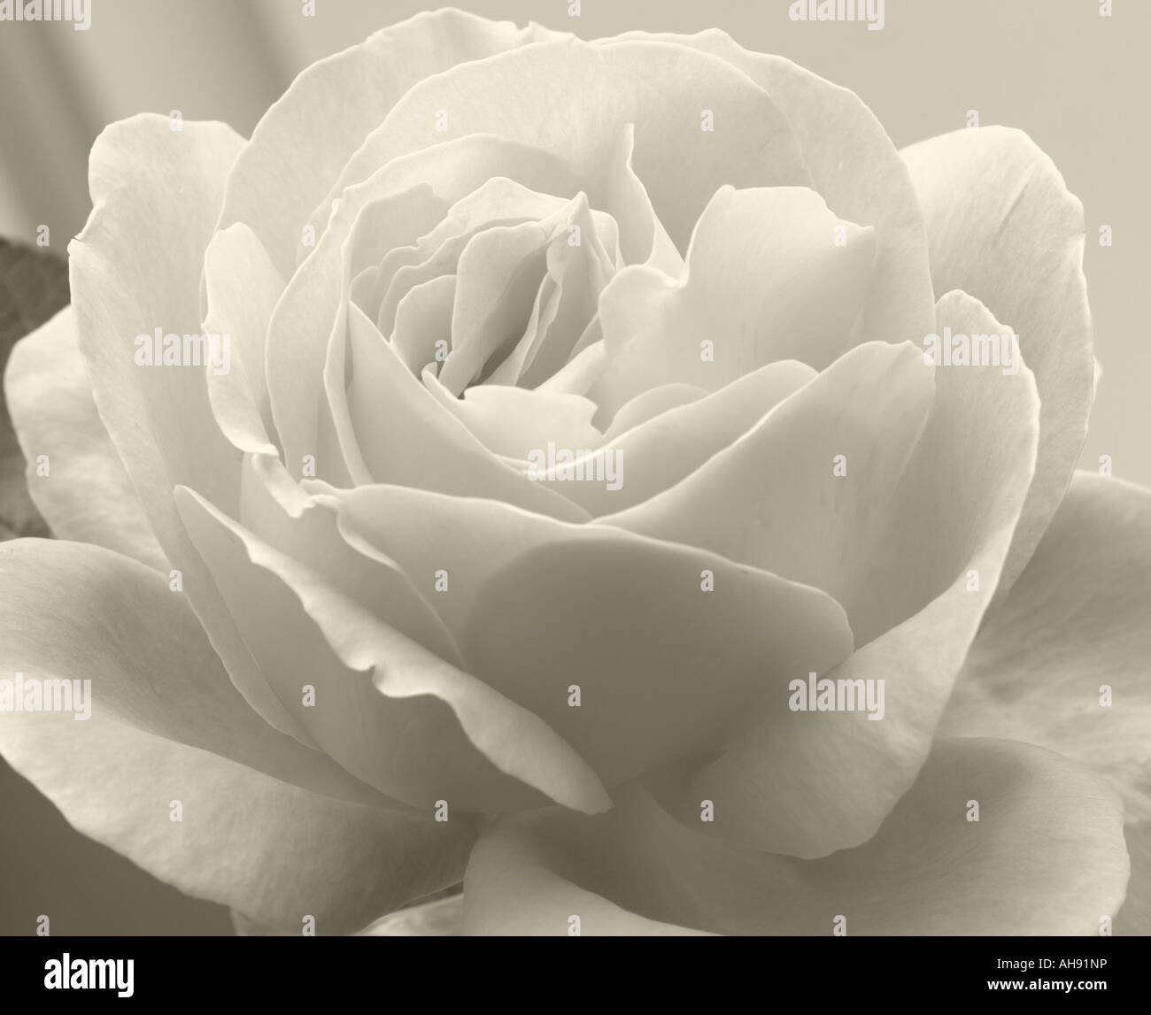 Rose in black and white Stock Photo