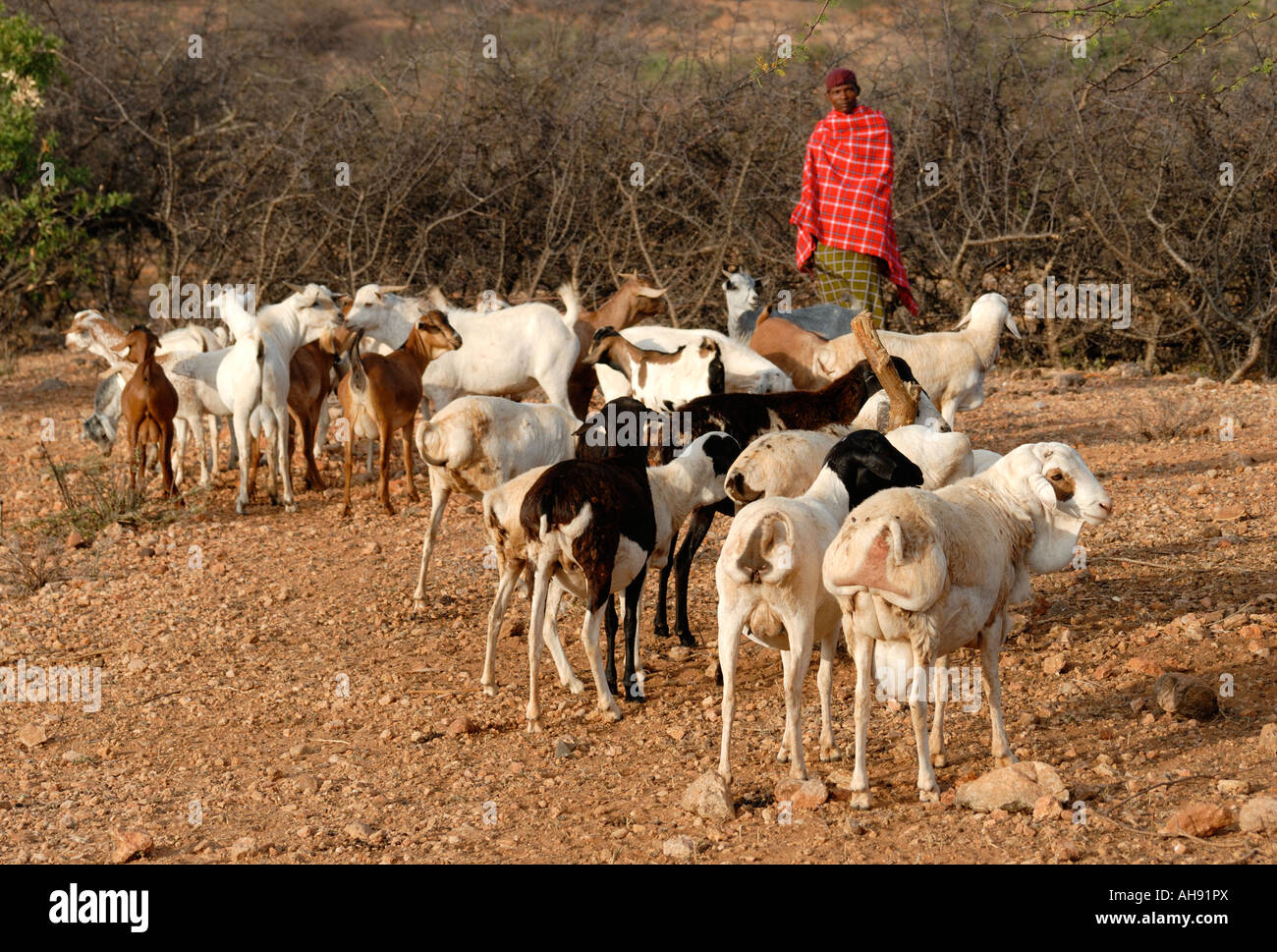 A Samburu man with a mixed herd of sheep and goats near Samburu National Reserve Kenya East Africa Stock Photo