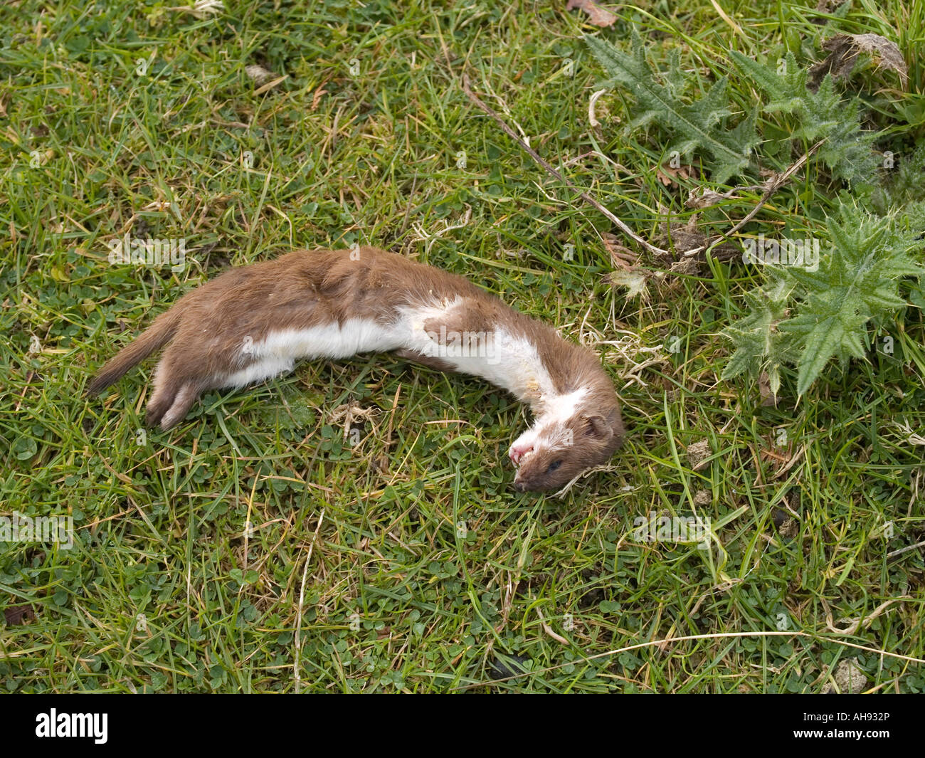 Dead stoat Mustela erminea lying on grass Stock Photo