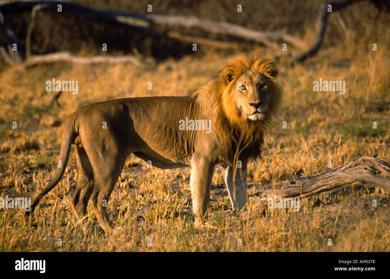 Lion Savuti NP Botswana Stock Photo Alamy