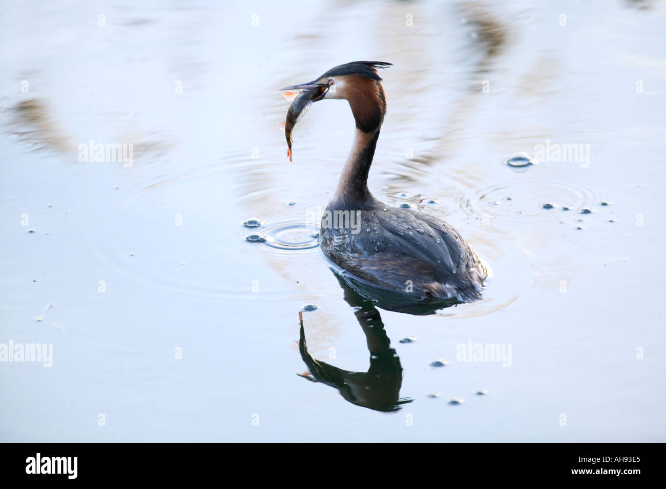 Great Crested Grebe Podiceps cristatus With Fish Lee Valley Park Hertfordshire Stock Photo