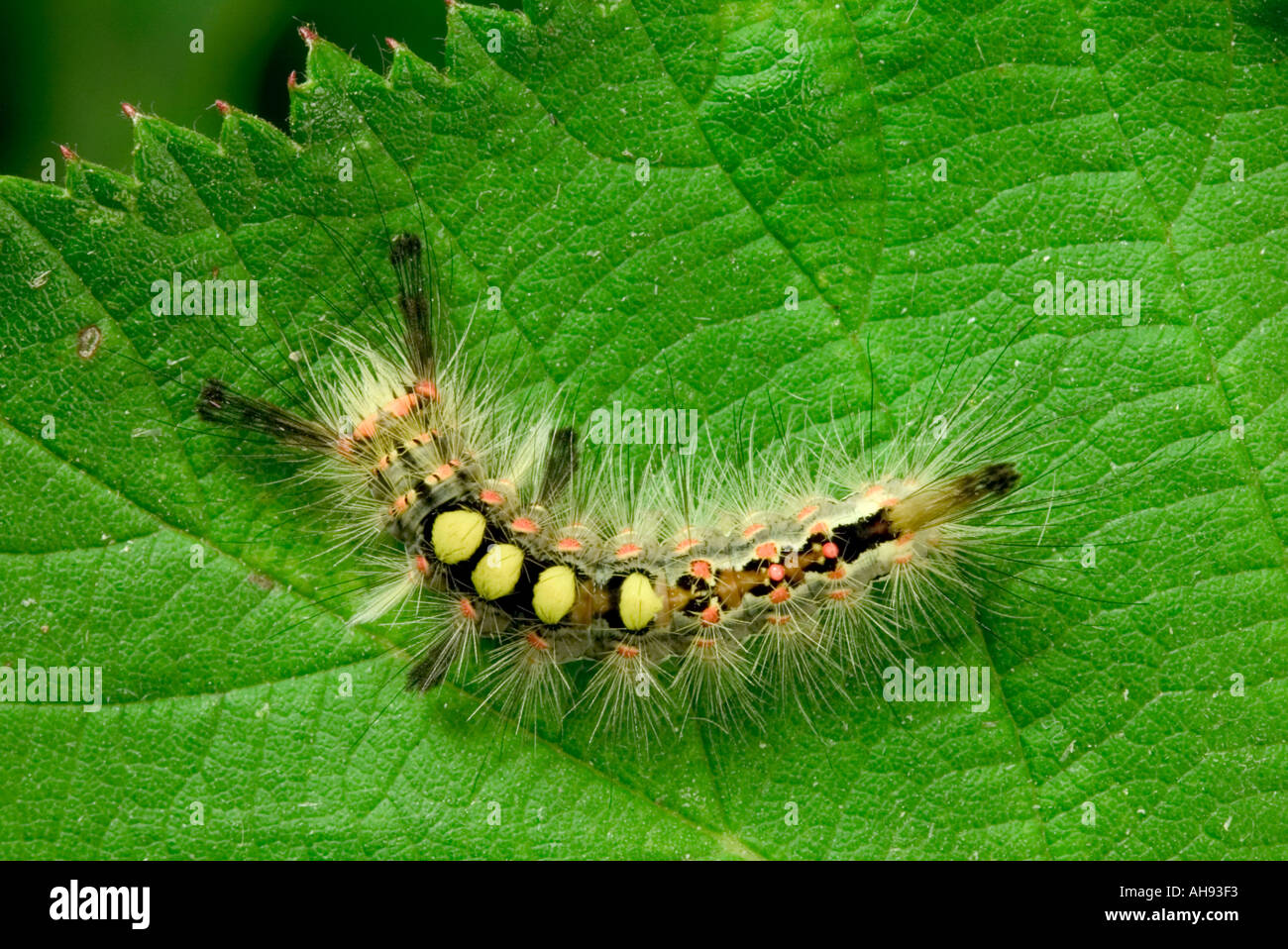Vapourer Moth Orgyia antiqua Larva on bramble leaf Potton Bedfordshire Stock Photo