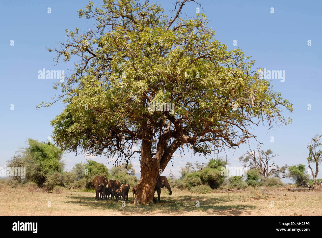 Elephants resting in the shade of a Kigelia Africana or sausage tree in Samburu National Reserve Kenya East Africa Stock Photo